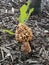 Yellow Morel in Edmonton