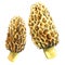 Yellow morel mushroom, morchella esculenta, two objects isolated, watercolor illustration on white