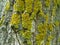 Yellow Moss On The Bark Of A Tree Trunk In Autumn