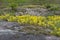 Yellow Mossy Stonecrop