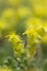 Yellow Mossy Stonecrop