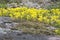 Yellow Mossy Stonecrop