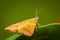 Yellow moth