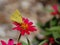 Yellow Moth on Flower