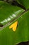 Yellow Moth on a Leaf