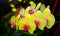 Yellow moth or phalaenopsis orchids