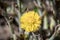 Yellow mother-and-stepmother flowers appeared in city parks and squares during the spring awakening