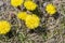 Yellow mother and stepmother flowers grow out of the ground in a field, close-up.