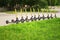 Yellow motorized scooters arranged in a row