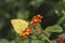 Yellow Mottled Emigrant butterfly Catopsilia pyranthe