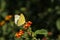 yellow Mottled Emigrant butterfly Catopsilia pyranthe