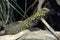 Yellow mottled lizard perched on a tree branch