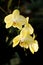 Yellow mottled and spotted orchid stem. Lilac flower bloom branch. Orchidaceae blooming blossom