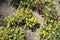 Yellow mountain saxifrage