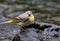 Yellow Mountain Wagtail (Motacilla cinerea)  bird perched on a rock near a tranquil lake