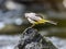 Yellow Mountain Wagtail (Motacilla cinerea)  bird perched on a rock near a tranquil lake