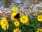 Yellow mountains flowers attract butterfly