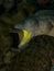 Yellow-mouthed moray eel