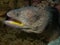 Yellow-mouthed moray eel