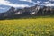 Yellow Mules ear field and San Juan Mountains, Hastings Mesa, near Last Dollar Ranch, Ridgway, Colorado, USA