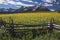 Yellow Mules near field, western fence and San Juan Mountains, Hastings Mesa, near Last Dollar Ranch, Ridgway, Colorado, USA
