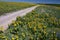 Yellow Mules near flower lined road, Hastings Mesa, Ridgway, Colorado, USA