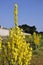 Yellow mullein flower