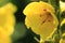 Yellow mullein flower