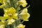 Yellow mullein flower