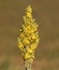 Yellow mullein flower, Verbascum thapsus