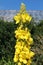 Yellow `Mullein` flowers