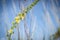 Yellow mullein rural flower and blue sky