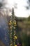yellow mullein (Verbascum)
