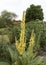 Yellow mullein Verbascum chaixii