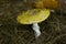 Yellow mushroom