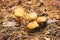 Yellow mushroom in the autumn forest. Hypholoma fasciculare sulphur tuft, sulfur tuft or clustered woodlover