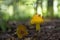 Yellow mushroom with inchworm on side, American yellow fly agaric