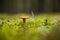 Yellow mushroom on a long stalk