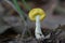 yellow mushroom in the moss
