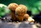 Yellow mushroom raincoat with a round hat on a green background in the forest closeup. Edible mushroom. Mushrooms grow on the