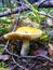 The yellow mushroom Russulaceae grows in the forest. Close-up. Edible mushrooms