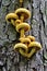 Yellow mushroom on a tree