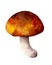 Yellow mushroom. Watercolor illustration. Isolated on the white background