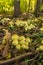 Yellow mushrooms colony in the forest