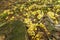 Yellow mushrooms colony in the forest