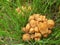 Yellow mushrooms coprinellus micaceus