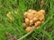 Yellow mushrooms coprinellus micaceus