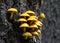Yellow Mushrooms Emerging from a Tree