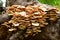 Yellow mushrooms growing on a fallen tree trunk