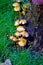 Yellow mushrooms Growing Wild, Log on Forest Ground, Seasonal Ingredients